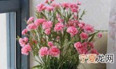 康乃馨叶子蔫了怎么办? 康乃馨叶子蔫了解决办法