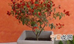 北方可以养什么盆栽 北方最好养的盆景盆栽介绍