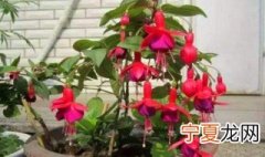 灯笼花的养殖方法和注意事项 灯笼花的养殖方法和注意事项有哪些