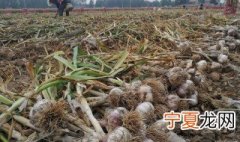 如何种植大蒜 大蒜怎么种植