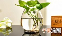 绿罗叶子发黄是怎么回事 绿罗叶子发黄原因解析