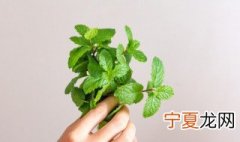 薄荷扦插繁殖技术 薄荷怎么扦插繁殖