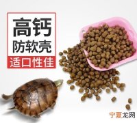 巴西龟不吃龟粮怎么办