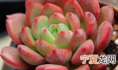 多肉腥臭味怎么解决 多肉腥臭味怎么办