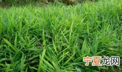 如何种植生姜能提高产量和品质 如何种植生姜