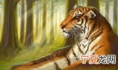 7月29日是什么日子 全球老虎日介绍
