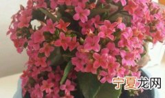 长寿花开花需要满足哪些条件才能开花 长寿花开花需要满足哪些条件
