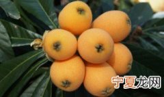 枇杷籽应该怎么种 枇杷籽怎么种才能发芽