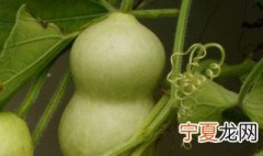 葫芦不能乱挂 葫芦为什么不能乱挂