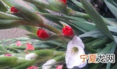 剑兰如何种植 剑兰如何种植方法