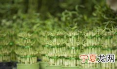 富贵竹杆发黄怎么急救 这样做可以返绿