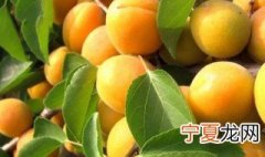 杏子怎么种植 杏子怎么种植方法