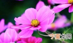 12月13日是什么花语 12月13日花语是什么