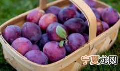 西梅怎么挑硬好还是软的好 是什么原因