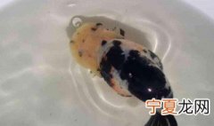 怎么挑高品质兰寿 有什么挑选的技巧