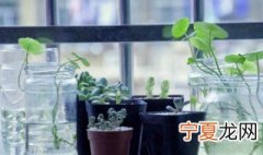 适合放在卫生间的植物有哪些 适合放到卫生间的植物