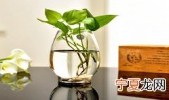 水培植物发黄怎么解决 水培植物发黄的解决方法