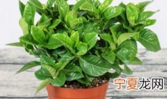 栀子花叶子干枯能救活吗 栀子花盆栽枝叶干枯咋救活