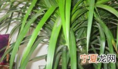 龙血树叶子发黑干了是怎么回事 龙血树叶子变黑变干