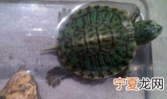 如何养小乌龟 小乌龟养法介绍