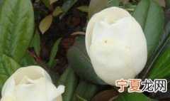 女性梦见花是什么预兆 女性梦见花的预兆