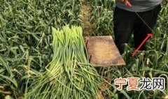 弄蒜苔的工具 抽蒜苔的工具是什么样的