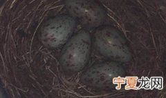 梦见鸟蛋是什么意思 梦见鸟蛋的寓意