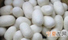 黄色的蚕茧和白色的蚕茧有什么区别 黄色的蚕茧和白色的蚕茧区别介绍