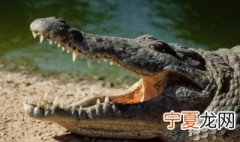鳄鱼是鱼吗 鳄鱼是什么类别