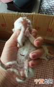 小奶猫屁股烂了怎么办，一个月大的小猫不吃奶怎么办