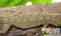 怎样驱赶壁虎 驱赶家中的壁虎的三个方法