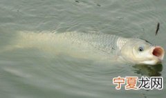 怎样钓青鱼 钓青鱼的方法介绍