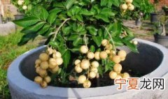 如何盆栽龙眼 怎么做龙眼盆栽