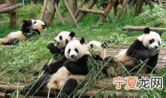 熊猫是怎样成为国宝的 熊猫有何特殊之处
