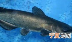 鮰鱼刺多吗 鮰鱼简单介绍