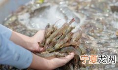 如何保持海虾新鲜 新鲜虾如何保存