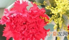 红色康乃馨代表什么意思 红色康乃馨花语是什么