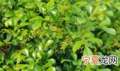 阳台米兰摆放禁忌 需要注意什么