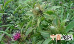 白术懒人栽培方法 白术懒人栽培方法图解