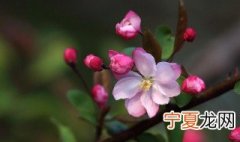 莲花压海棠 海棠花压支的方法