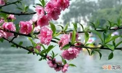 春天必吃这道菜降肝火还补钙