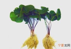 细辛的功效与作用