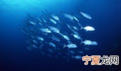 石斧鱼饲养方法 需要注意这四点