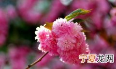 樱花树怎么修剪 樱花树如何修剪