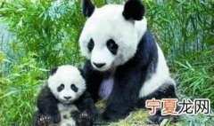 我们怎样保护动物 我们怎样更好的保护动物