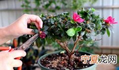 杜鹃花是用什么繁殖的 杜鹃花的繁殖方法有哪些