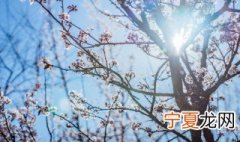 腊梅的养殖技术 腊梅的养殖方法是什么