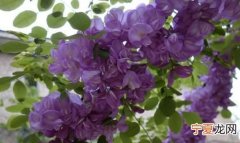 紫色槐花能吃吗，紫色的桐花菜能吃