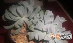 特玉莲怎么养 特玉莲的繁殖方法有哪些