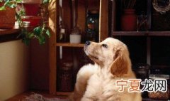 梦见被狗咬什么意思 梦见被狗咬的寓意